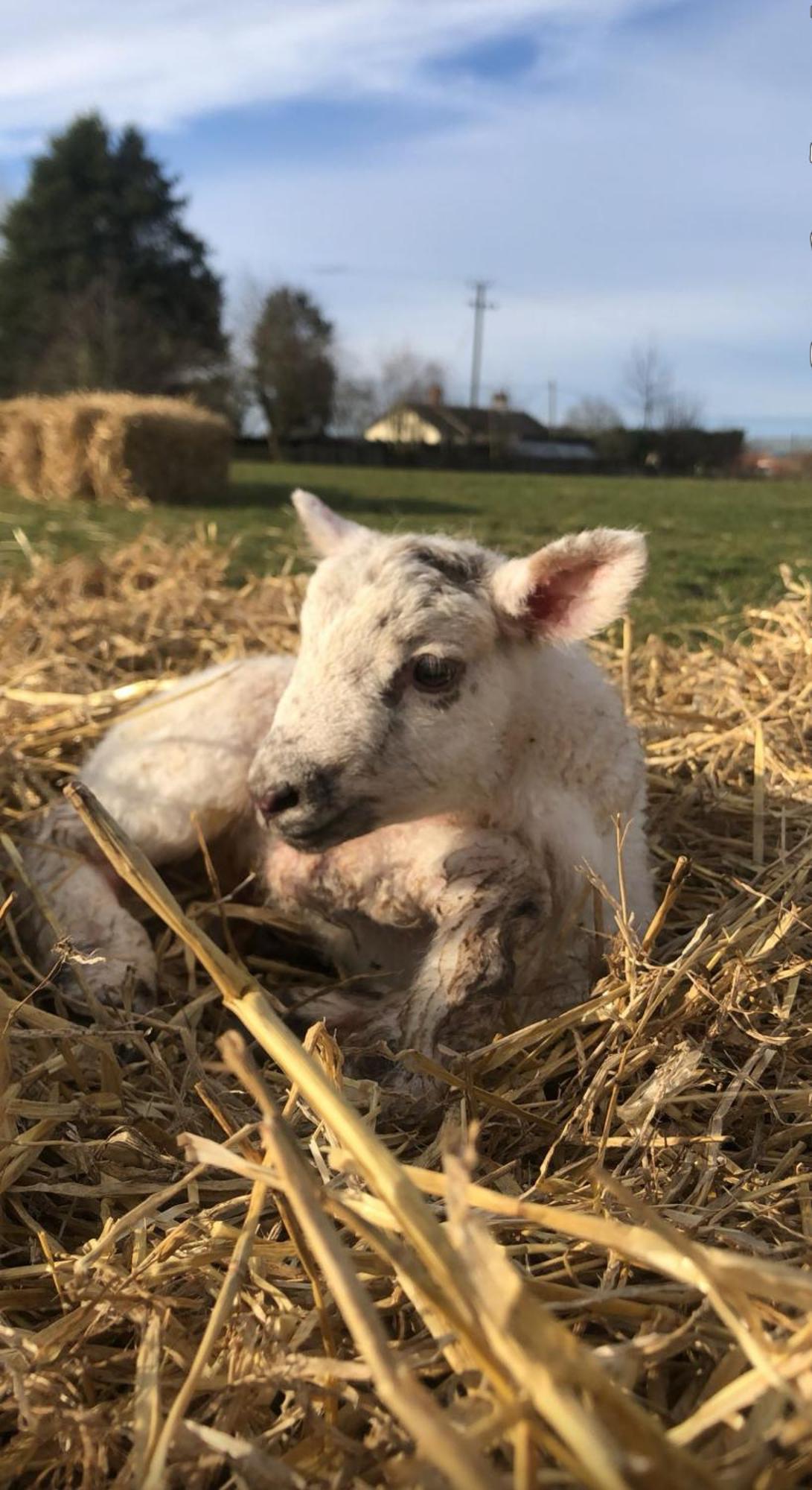The Farm Burscough Villa ภายนอก รูปภาพ